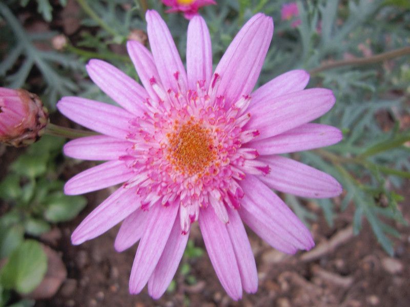 �L���[�e�B�}�C�X